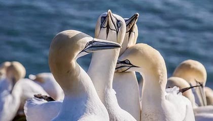 德国队全面占优，轻松战胜对手