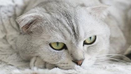 德国队全面占优，轻松战胜对手