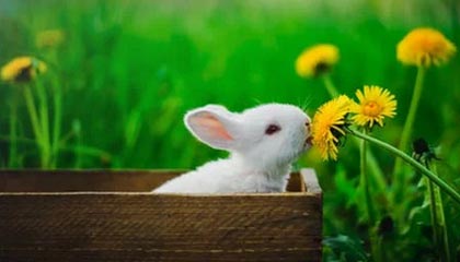 德国队全面占优，轻松战胜对手